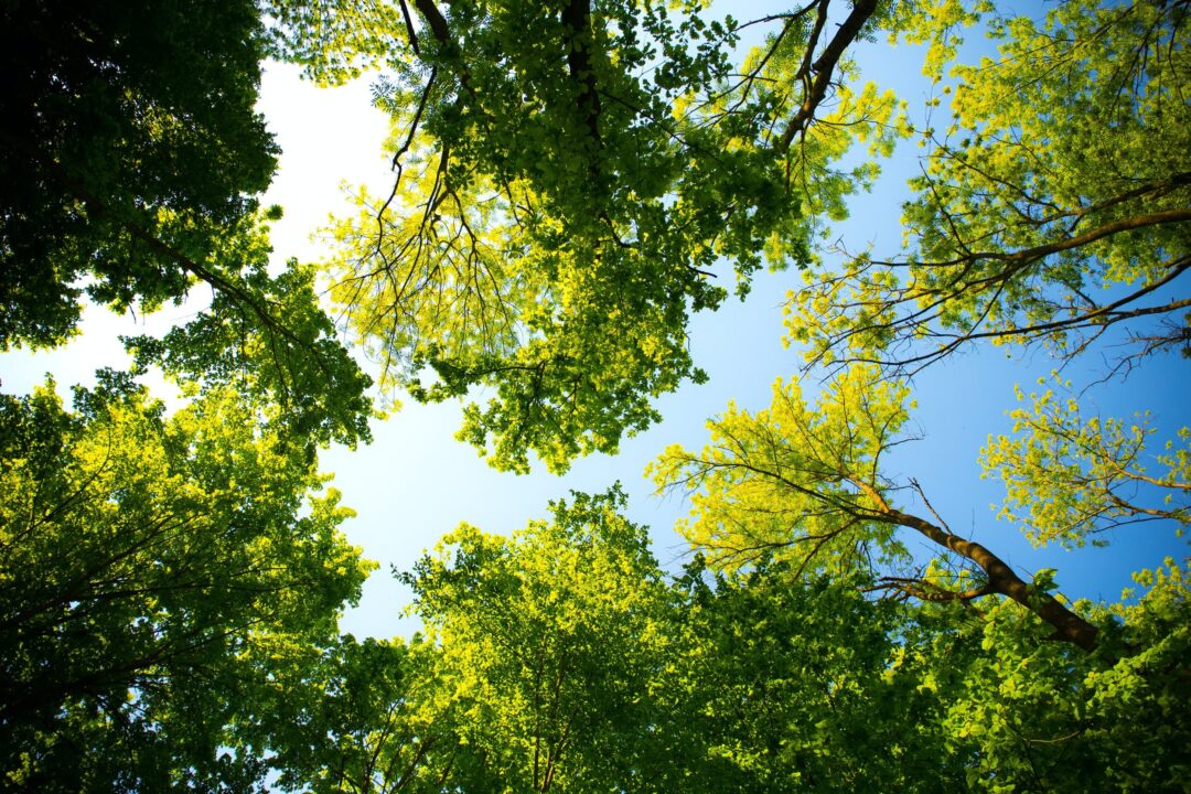 Carefully opening the canopy to develop the next generation of growth