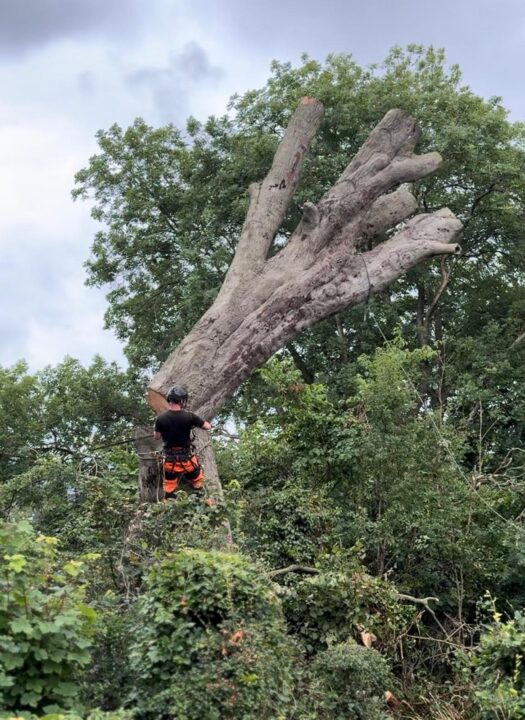 Qualified tree surgeon using safety equipment to cut tree branches, ensuring safe and professional tree care.