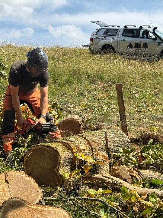 A professional tree surgeon cutting a fallen tree trunk on the ground with a chainsaw.