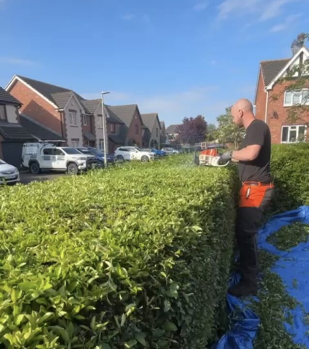 Person professionally trimming a garden hedge with a powered hedge trimmer in Gloucesteshire
