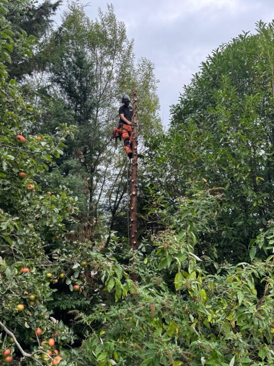 Tree surgeon in Gloucester carefully cutting a tree protected by a Tree Preservation Order (TPO).