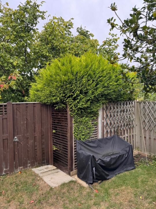 Neighbouring hedge between two properties being assessed by a tree surgeon.