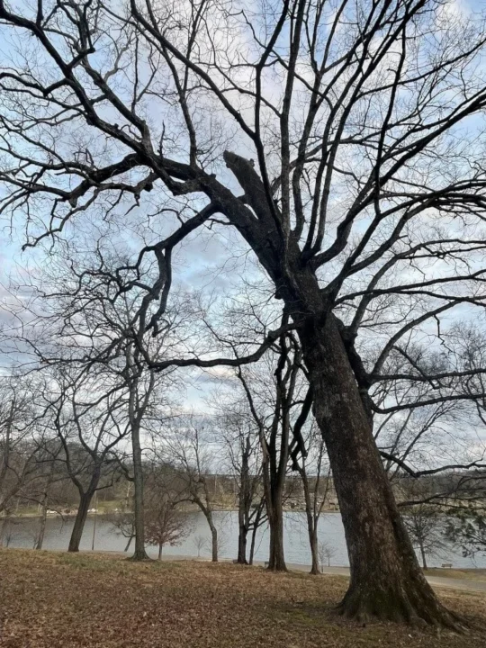 Tree bare of leaves in winter