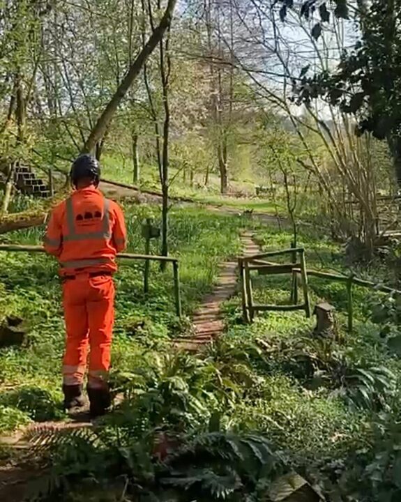 Professional tree surgeon wearing safety gear and climbing equipment inspecting a mature tree during a routine tree health assessment.