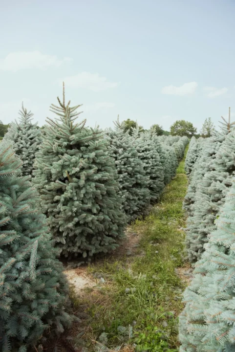 Christmas tree farm Gloucestershire