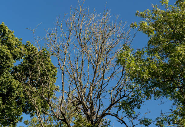 Tree showing signs of ash dieback. Tree surgeon.