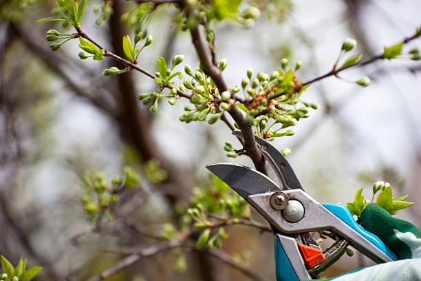 Pruning a tree in spring time, when you need to call a tree surgeon