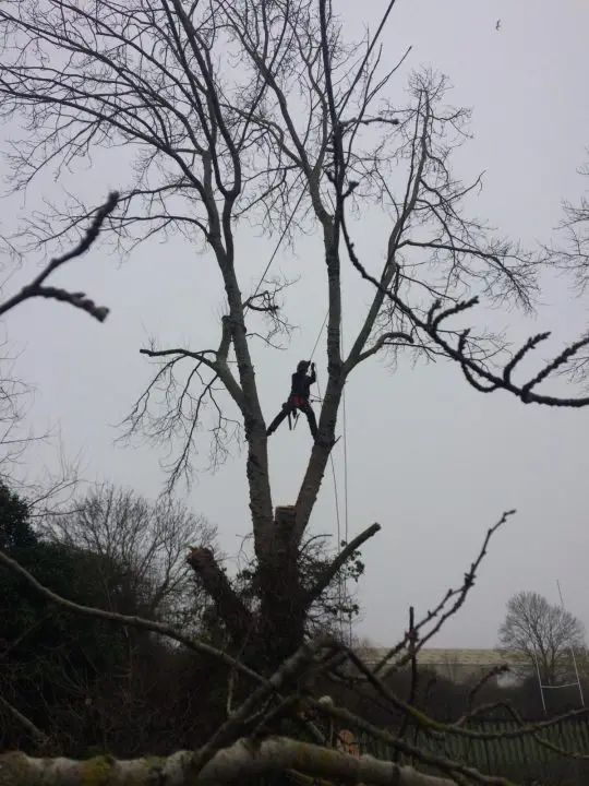 Tree Surgery Gloucester